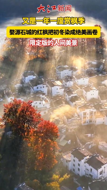 晨雾漫卷 红枫似火